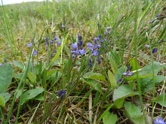 Polygala vulgaris