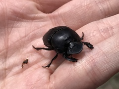 Phanaeus triangularis