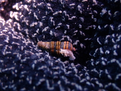 Dolicholatiridae