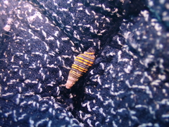 Dolicholatiridae