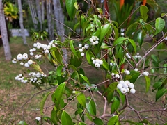 Syzygium antisepticum