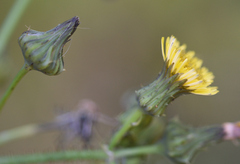 Sonchus asper