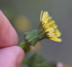Sonchus asper