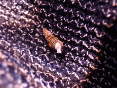 Dolicholatiridae