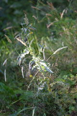 Sonchus asper