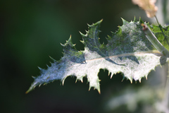 Sonchus asper