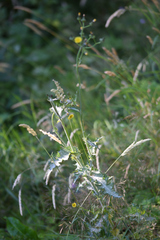Sonchus asper