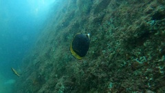 Chaetodon flavirostris