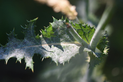 Sonchus asper