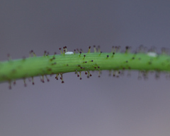 Sonchus asper