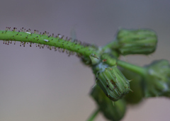 Sonchus asper