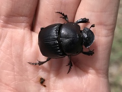 Phanaeus triangularis