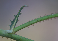 Sonchus asper