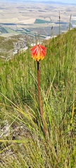 Kniphofia uvaria