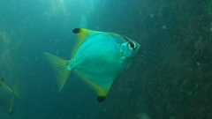 Monodactylus argenteus
