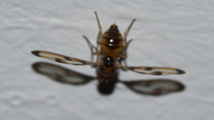 Toxonevra muliebris