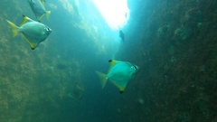 Monodactylus argenteus