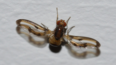 Toxonevra muliebris