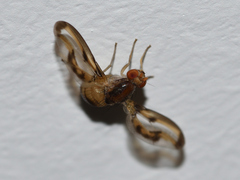 Toxonevra muliebris