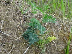 Vicia cassubica