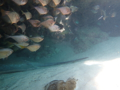 Pateobatis jenkinsii