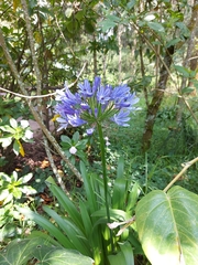 Agapanthus praecox