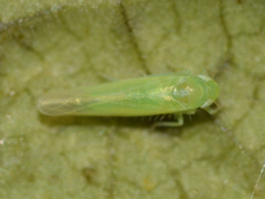Hebata decipiens