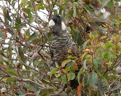 Zanda baudinii