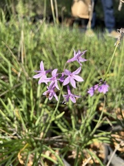 Tulbaghia