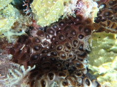 Palythoa tuberculosa
