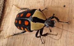 Mecynorhina passerinii