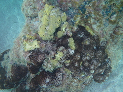 Palythoa tuberculosa