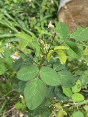 Oxalis barrelieri