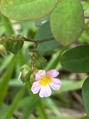 Oxalis barrelieri
