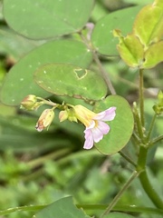 Oxalis barrelieri