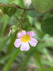 Oxalis barrelieri