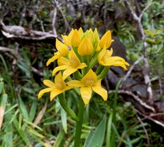 Megastylis paradoxa