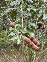 Hymenaea