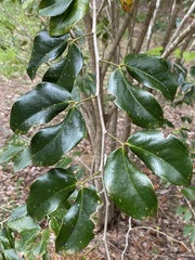 Hymenaea