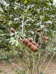 Hymenaea