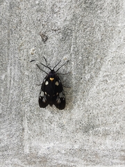 Trypanophora semihyalina