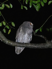 Otus elegans elegans