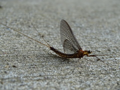 Ephemeridae