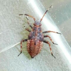 Deraeocoris olivaceus