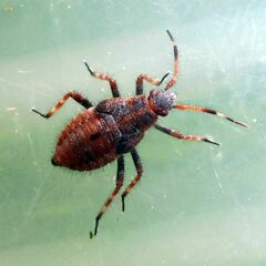 Deraeocoris olivaceus