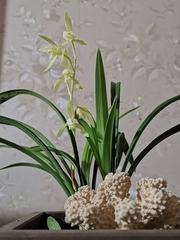 Cymbidium ensifolium