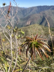 Dracophyllum