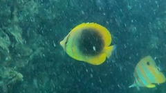 Chaetodon aureofasciatus