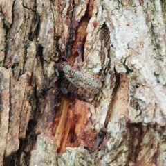 Traginops orientalis