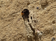 Anthophora plagiata